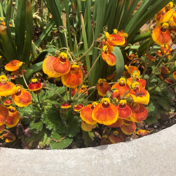 Meet your Posher, Heather - Picture 1 of 1